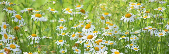 Papier peint  Pâquerettes blanches dans l'herbe