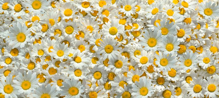 Papier peint  Pâquerettes en toile de fond