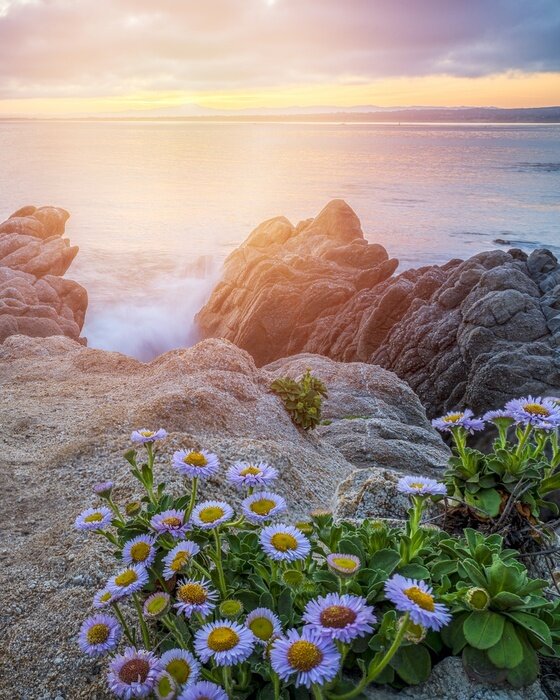 Papier peint  Pâquerettes et paysage marin