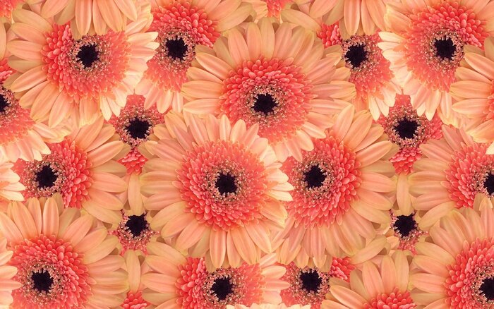 Papier peint  Pâquerettes oranges et gerberas