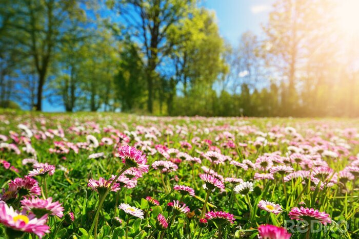 Papier peint  Pâquerettes printanières par une journée ensoleillée