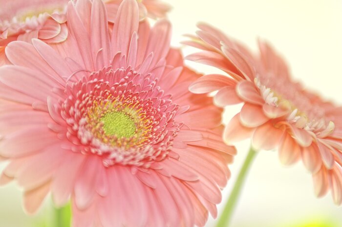 Papier peint  Pâquerettes roses et gerberas