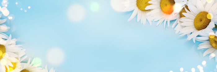 Papier peint  Pâquerettes sur fond bleu