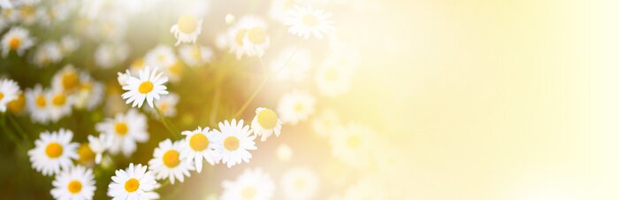 Papier peint  Pâquerettes temps ensoleillé