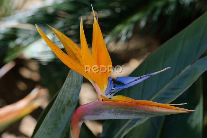 Papier peint  Paradiesvogel Blume Strelitzia reginae