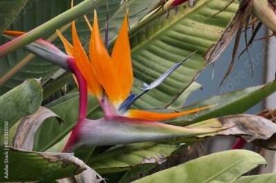 Papier peint  Paradiesvogelblume , auch Königs-Strelitzie, Königin-Strelitzie oder Papageienblume (Strelitzia reginae) in Südafrika.