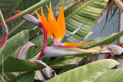 Papier peint  Paradiesvogelblume , auch Königs-Strelitzie, Königin-Strelitzie oder Papageienblume (Strelitzia reginae) in Südafrika.