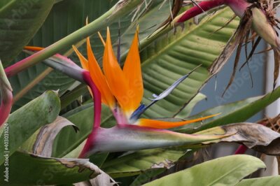 Papier peint  Paradiesvogelblume , auch Königs-Strelitzie, Königin-Strelitzie oder Papageienblume (Strelitzia reginae) in Südafrika.