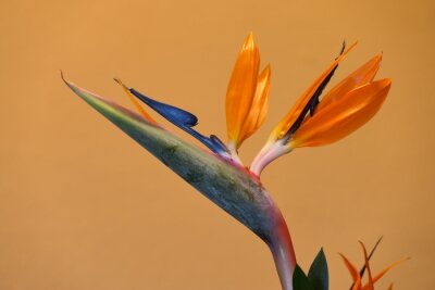 Papier peint  Paradiesvogelblume , auch Königs-Strelitzie, Königin-Strelitzie oder Papageienblume (Strelitzia reginae) in Südafrika.