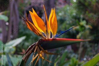 Papier peint  Paradiesvogelblume - Strelitzia