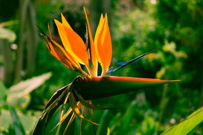 Papier peint  Paradiesvogelblume - Strelitzia