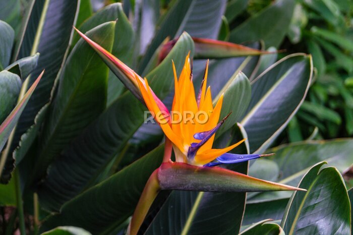 Papier peint  Paradiesvogelblume - Strelitzia