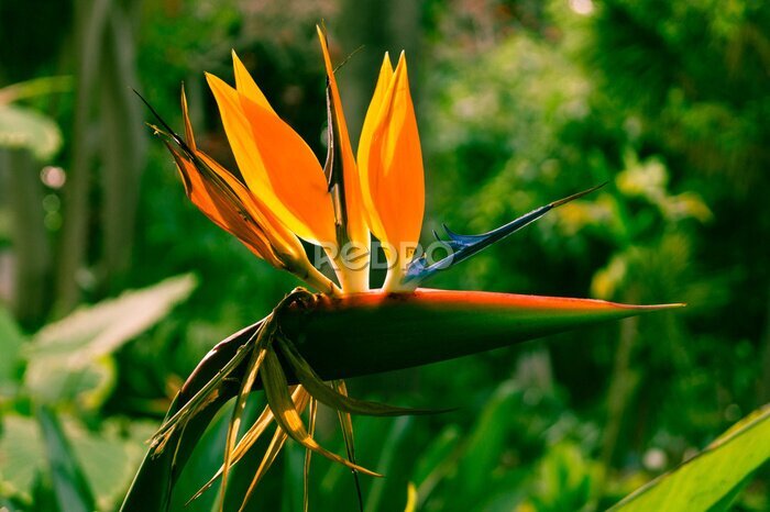 Papier peint  Paradiesvogelblume - Strelitzia