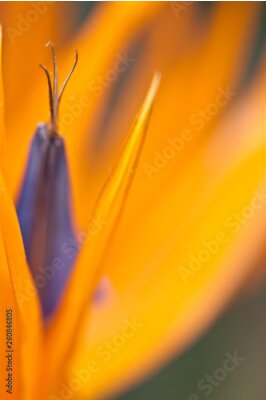 Papier peint  Paradiesvogelblume (Strelitzia reginae)