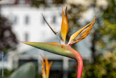 Papier peint  Paradiesvogelblume (Strelitzia reginae)