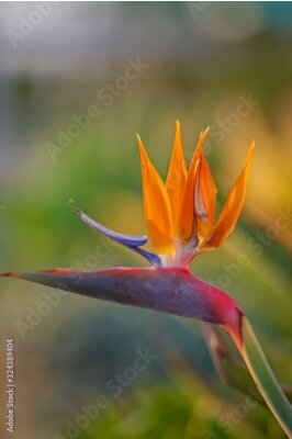 Papier peint  Paradiesvogelblume (Strelitzia reginae)