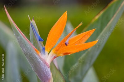 Papier peint  Paradiesvogelblume (Strelitzia reginae)