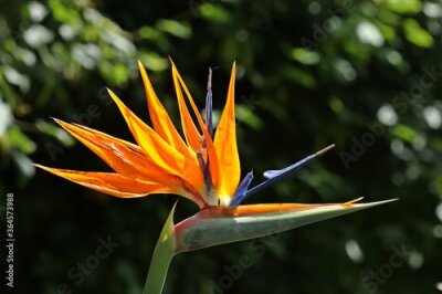 Papier peint  Paradiesvogelblume (Strelitzia reginae)