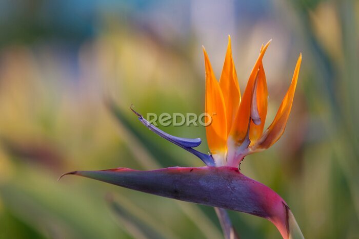 Papier peint  Paradiesvogelblume (Strelitzia reginae)