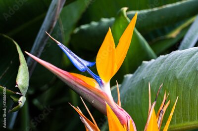 Papier peint  Paradiesvogelblume, Strelitzia Reginae auf Teneriffa