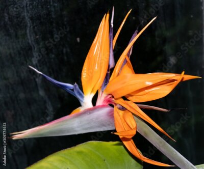 Papier peint   Paradiesvogelblume (Strelitzia reginae), Königin-Strelitzie oder Papageienblume genannt