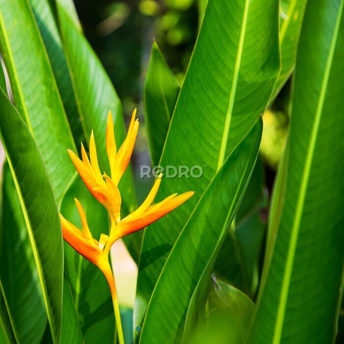 Papier peint  Paradise bird flower or strelizia - tropical flower in a natural background.