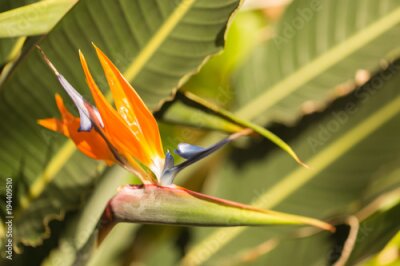 Papier peint  Paradise bird plant Strelitzia reginae