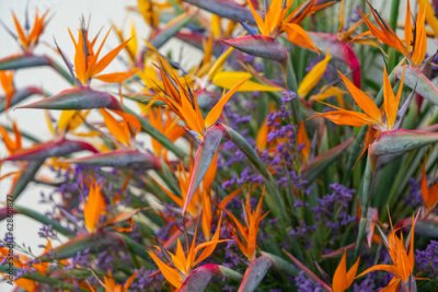 Papier peint  Paradise bird Strelitzia close-up