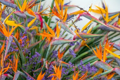 Papier peint  Paradise bird Strelitzia close-up