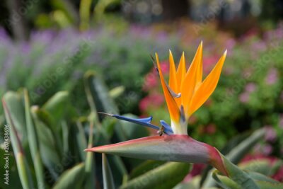 Papier peint  Paradise Flower (Strelitzia), l'une des plus représentatives de l'île de Madère. Le Portugal.