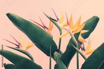 Papier peint  Paradise flower Strelitzia reginae