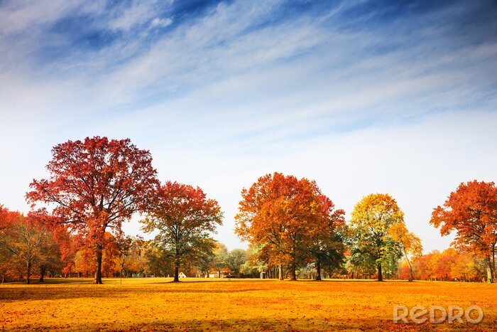 Papier peint  Parc d'automne par une journée ensoleillée