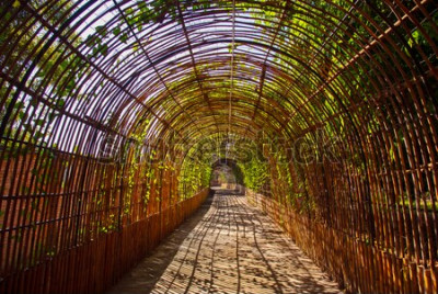 Papier peint  Parc plein de bambous