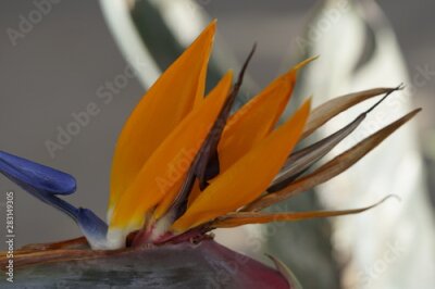 Papier peint  parque de malaga Strelitzia reginae ave del paraiso