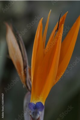 Papier peint  parque de malaga Strelitzia reginae flor ave del paraiso