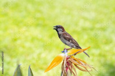 Papier peint  Passer domesticus bird stands on a Strelitzia reginae flower. crane flower, bird of paradise.  use sparrow is a bird of the sparrow family Passeridae. Pearl Harbor Visitor Center, Honolulu, Oahu