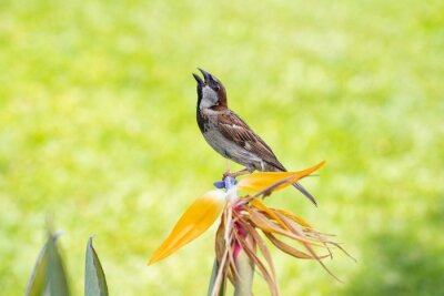 Papier peint  Passer domesticus bird stands on a Strelitzia reginae flower. crane flower, bird of paradise.  use sparrow is a bird of the sparrow family Passeridae. Pearl Harbor Visitor Center, Honolulu, Oahu