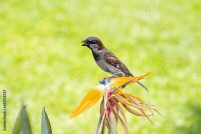 Papier peint  Passer domesticus bird stands on a Strelitzia reginae flower. crane flower, bird of paradise.  use sparrow is a bird of the sparrow family Passeridae. Pearl Harbor Visitor Center, Honolulu, Oahu