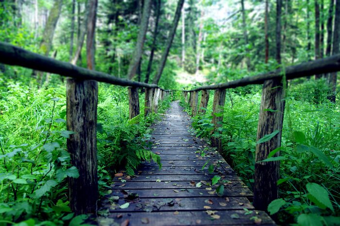 Papier peint  Passerelle en bois forêt autour