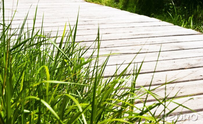 Papier peint  Passerelle entourée de gazon