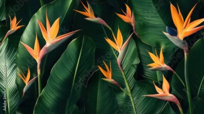 Papier peint  Pattern featuring colorful Strelitzia flowers in tropical clusters.