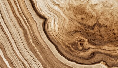 Papier peint  Pattern of rings of a tree