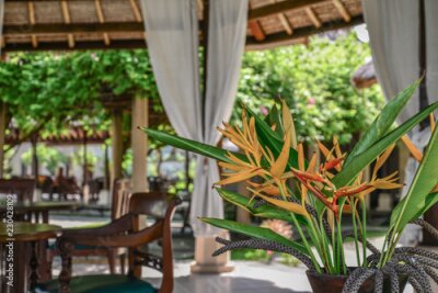 Papier peint  Pavillon avec de belles fleurs de Strelitzia
