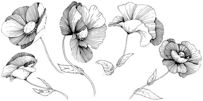 Papier peint  Pavot de vecteur. Fleur botanique florale. Fleurs sauvages de printemps sauvage isolé. Fleurs sauvages de vecteur pour le fond, la texture, le modèle de l'enveloppe, le cadre ou la frontière.