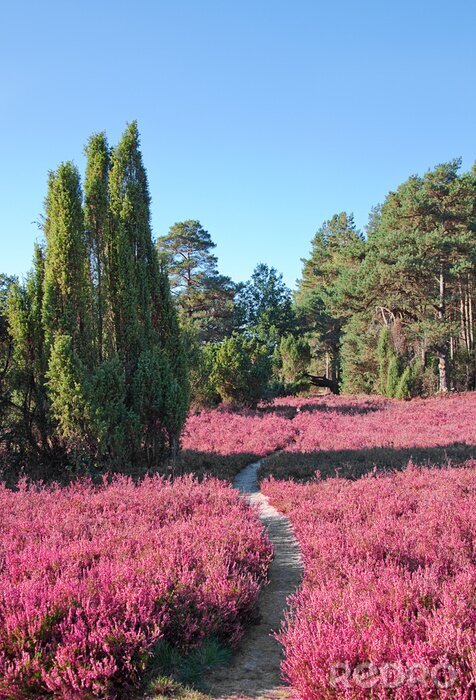 Papier peint  Paysage avec des bruyères