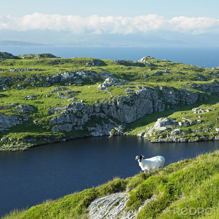 Papier peint  Paysage avec des chèvres