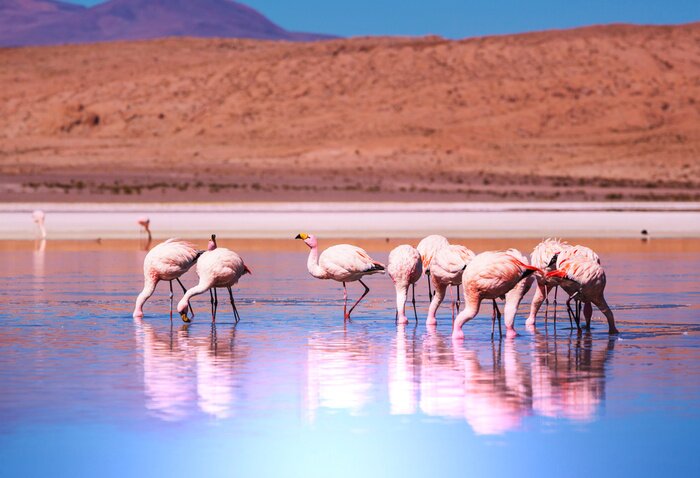 Papier peint  Paysage avec des flamants roses dans l'eau