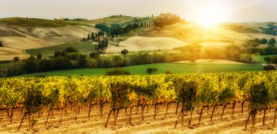 Papier peint  Paysage avec des vignes en Toscane