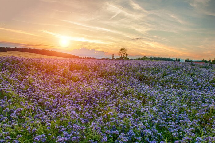 Papier peint  Paysage avec la lavande