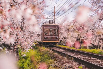 Papier peint  Paysage avec train et cerisier en fleurs à Kyoto